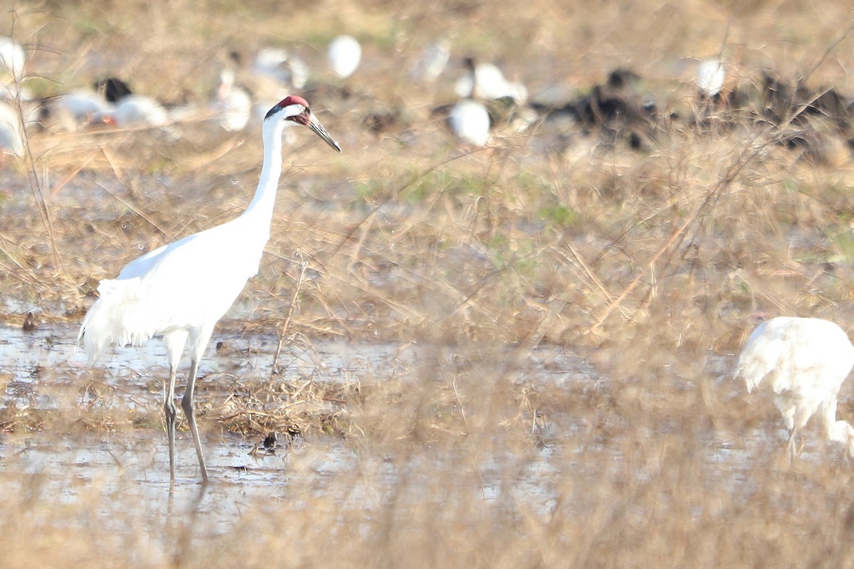 Whooping Crane - ML645899738