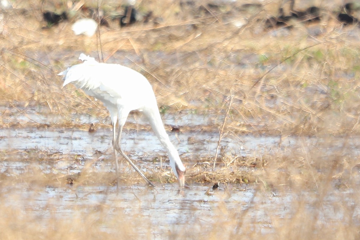 Whooping Crane - ML645899739