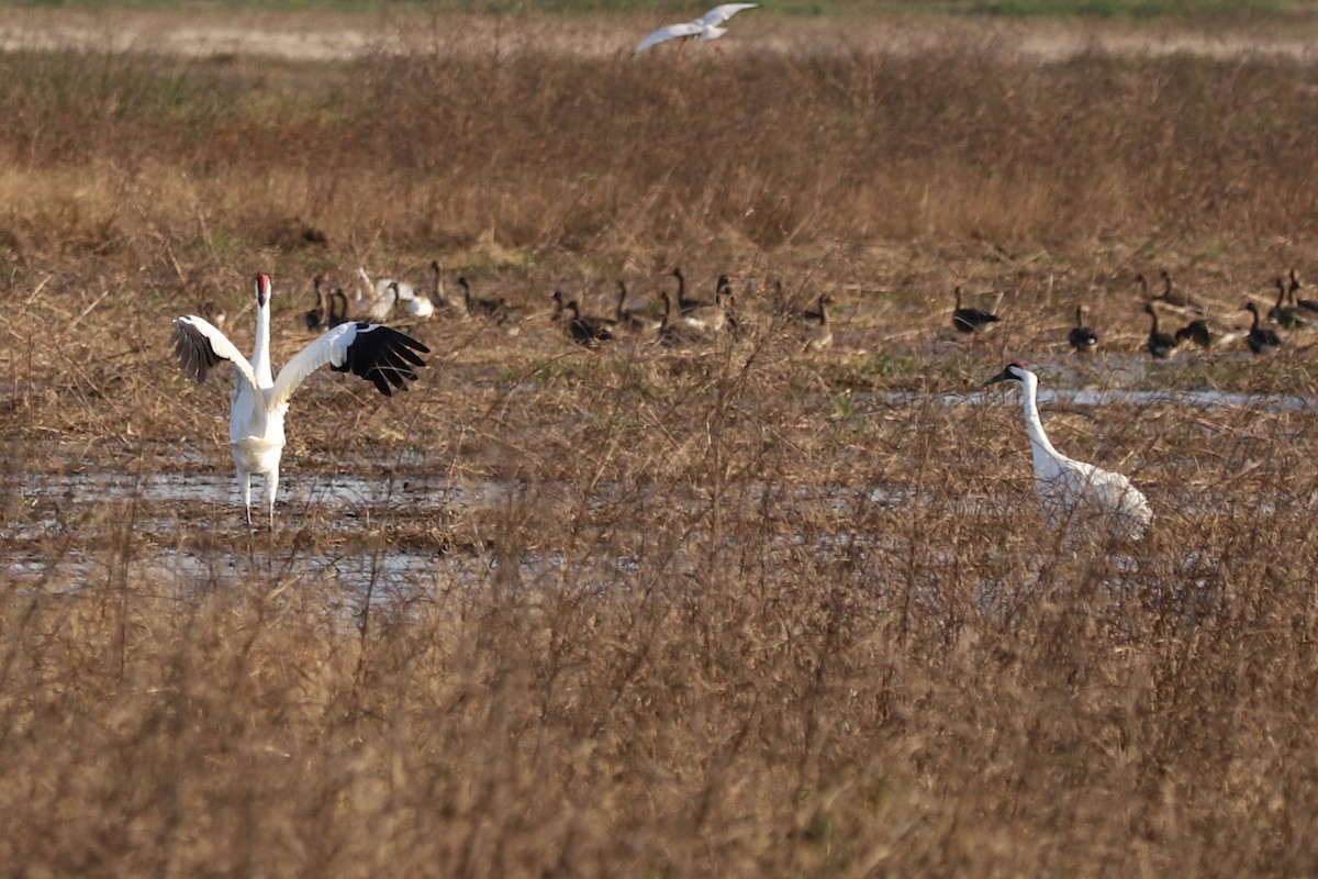 Whooping Crane - ML645899740