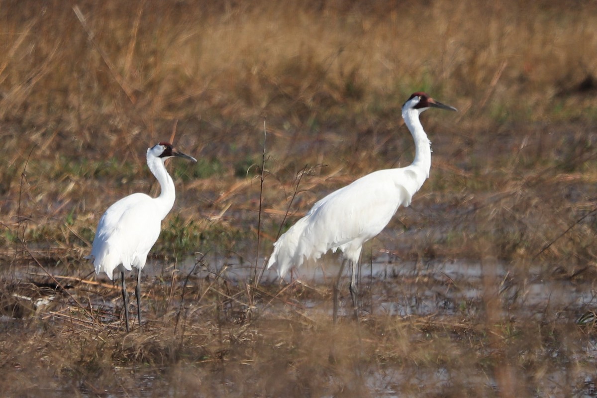 Whooping Crane - ML645899741