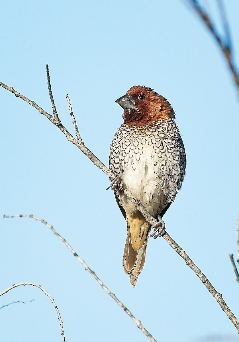 Scaly-breasted Munia - ML645899743