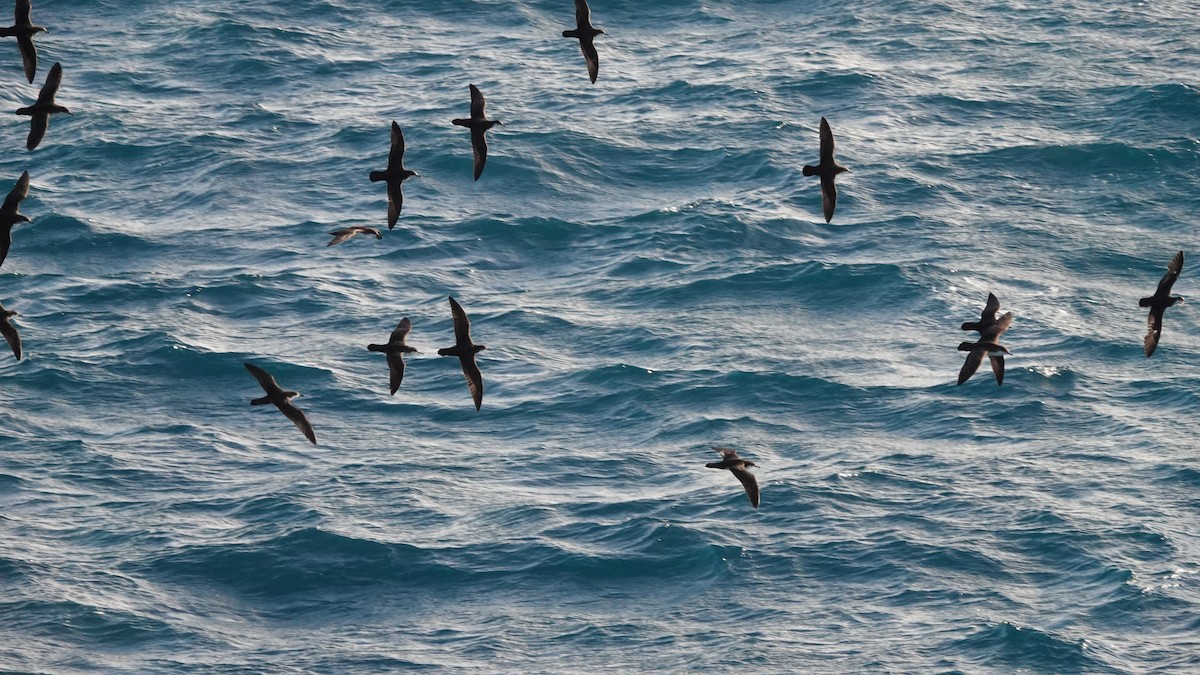 Puffin des Galapagos - ML645899747