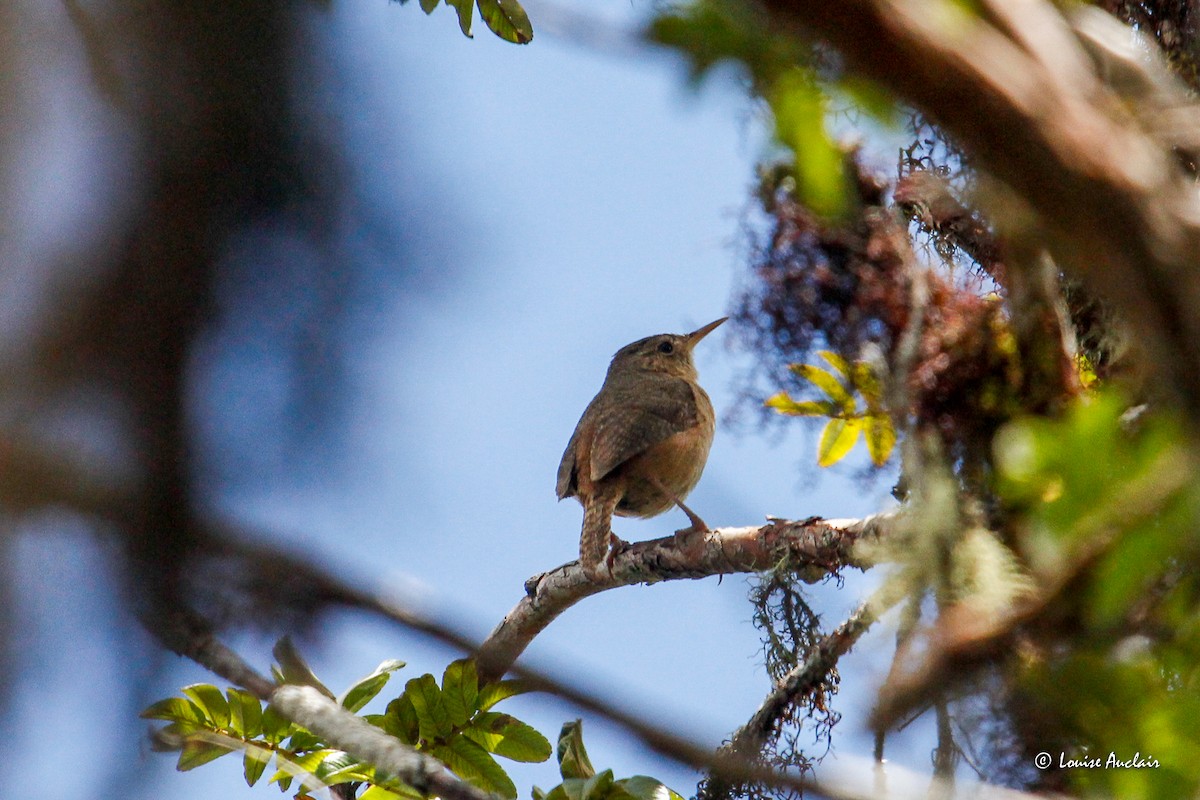 Southern House Wren - ML645899750