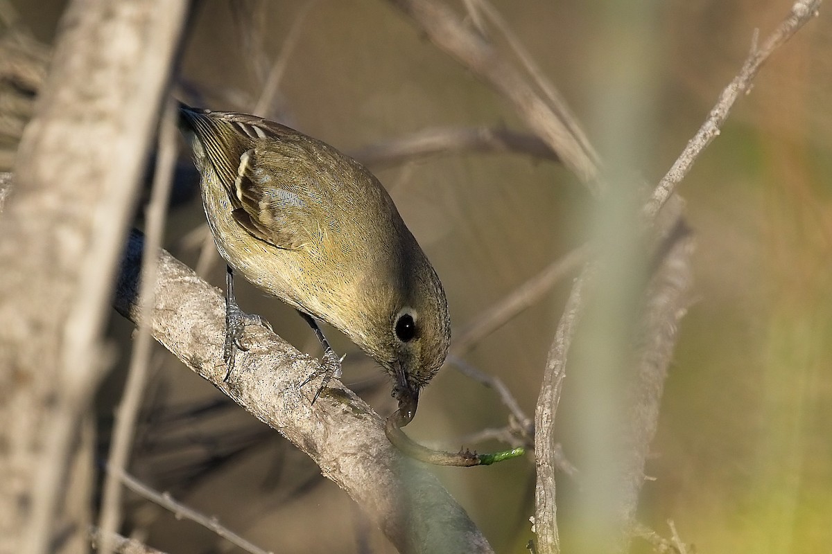 Hutton's Vireo - ML645899752