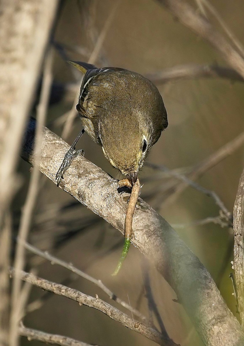 Hutton's Vireo - ML645899753