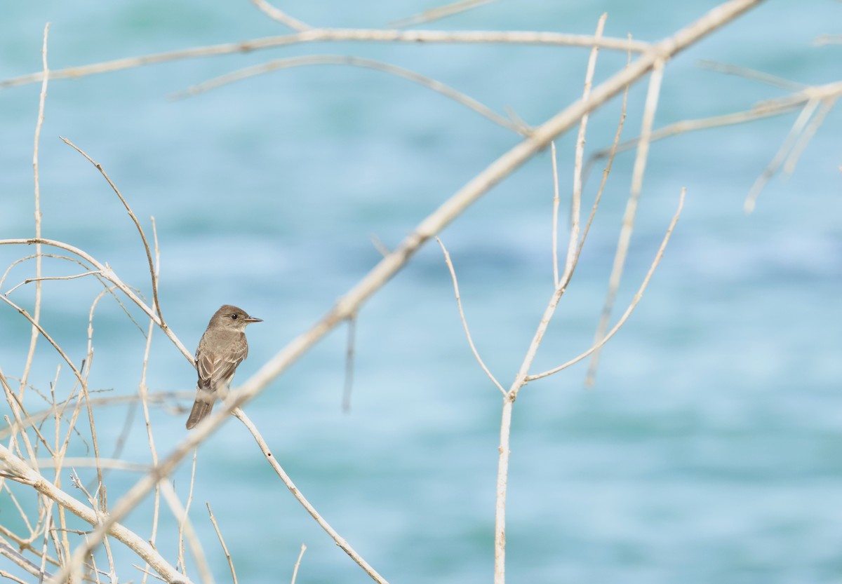 Eastern Wood-Pewee - ML645899754