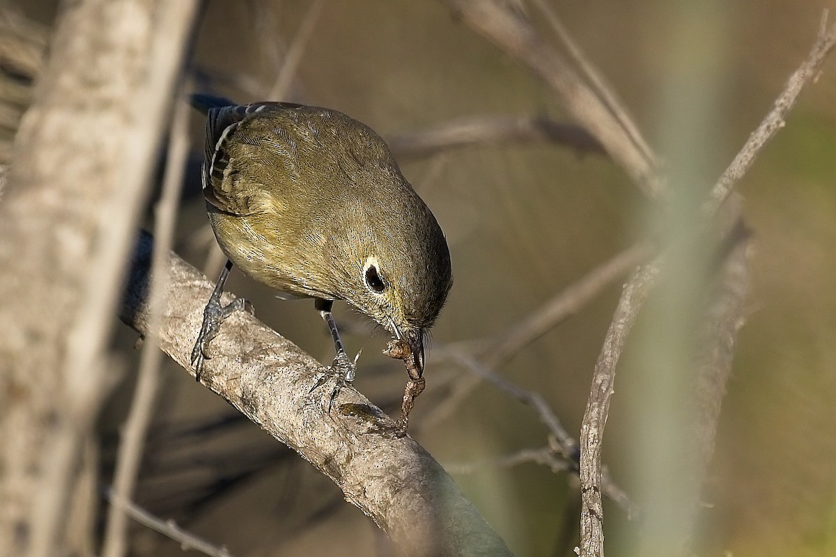 Hutton's Vireo - ML645899755