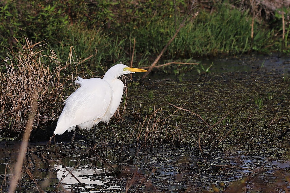 Great Egret - ML645899757