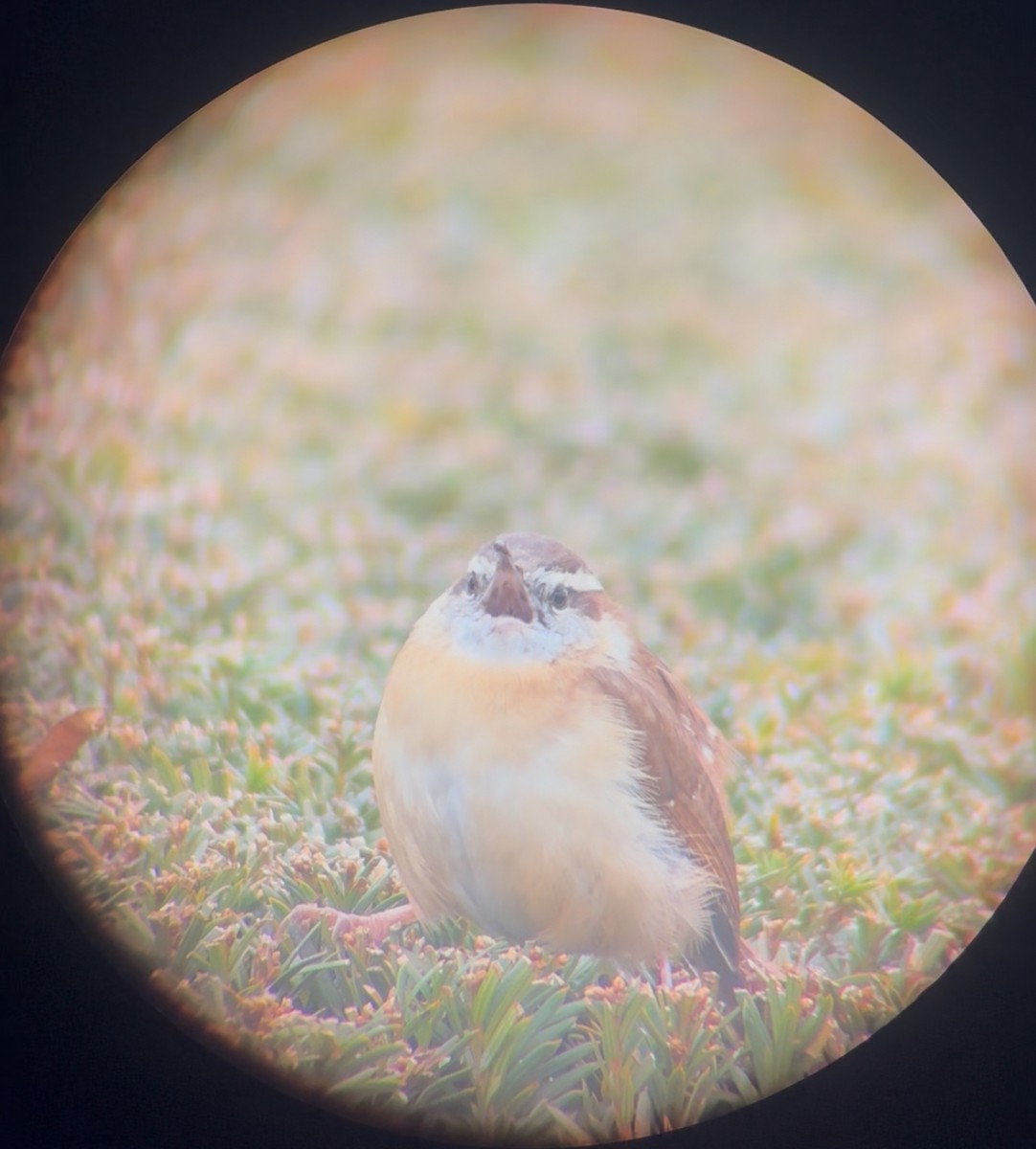 Carolina Wren - ML645899759