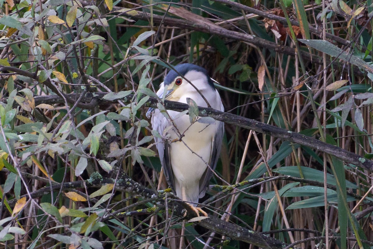 Black-crowned Night Heron - ML645899763