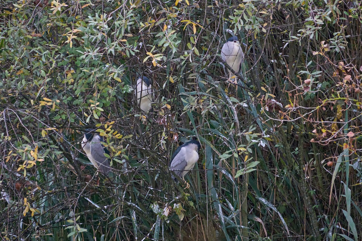 Black-crowned Night Heron - ML645899764