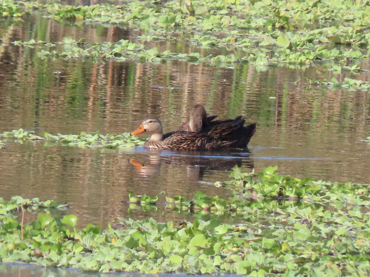 Mottled Duck - ML645899766