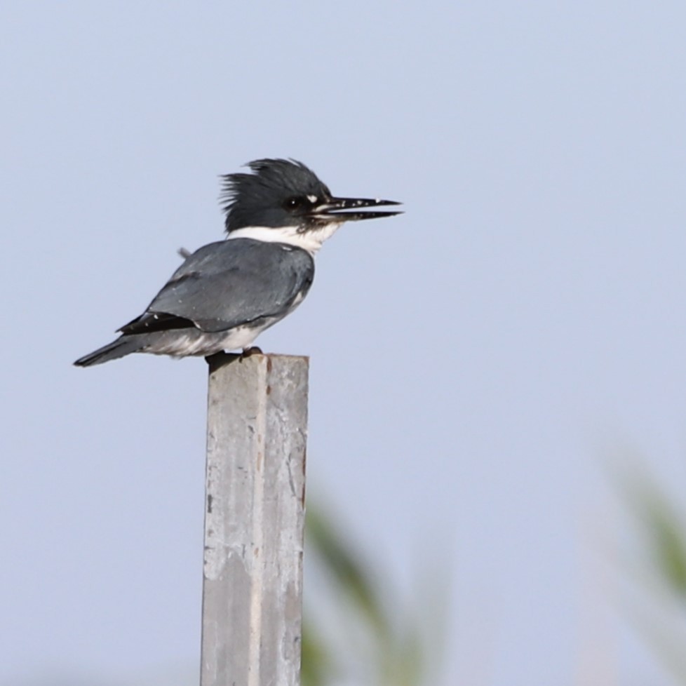 Belted Kingfisher - ML645899767