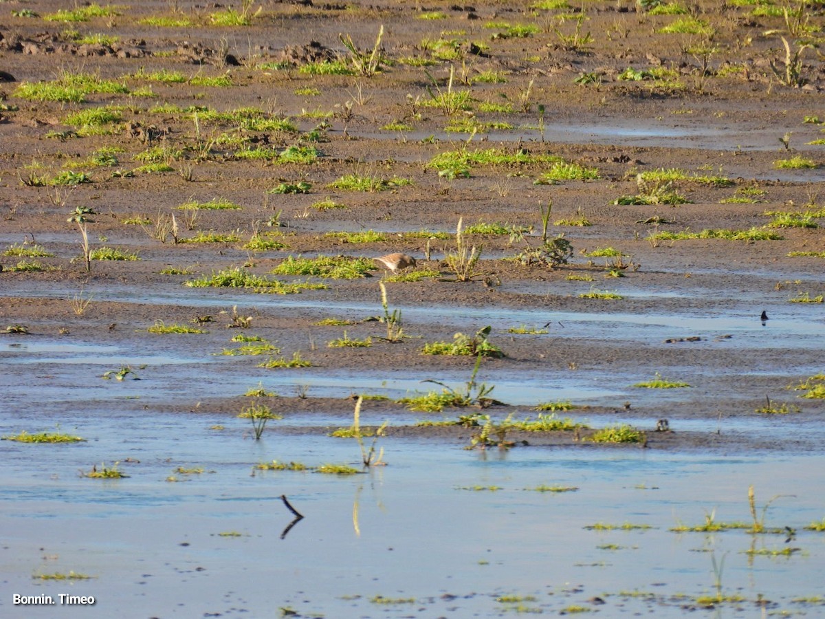 Water Pipit - ML645899768