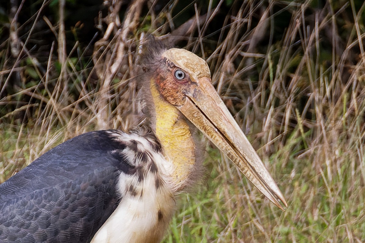 Lesser Adjutant - ML645899769