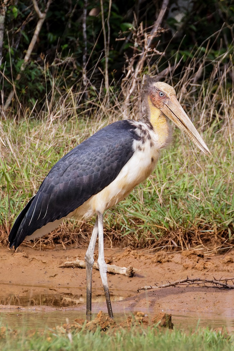 Lesser Adjutant - ML645899770