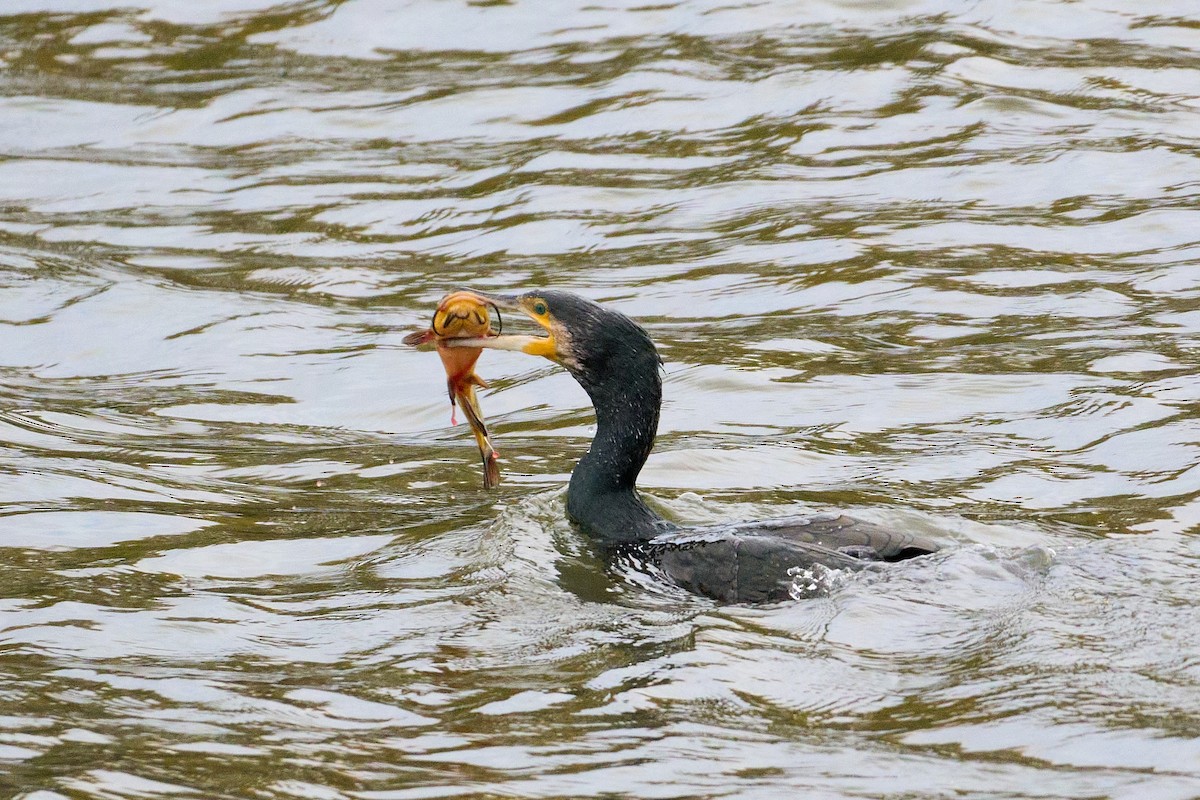 Great Cormorant - ML645899771