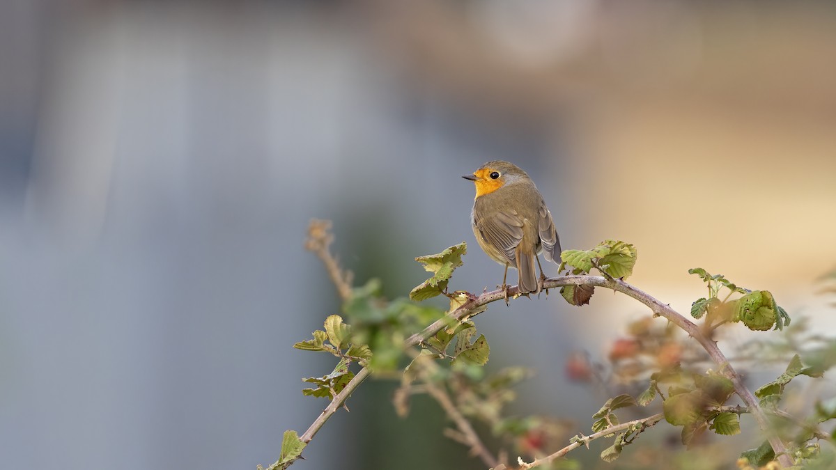 European Robin - ML645899772