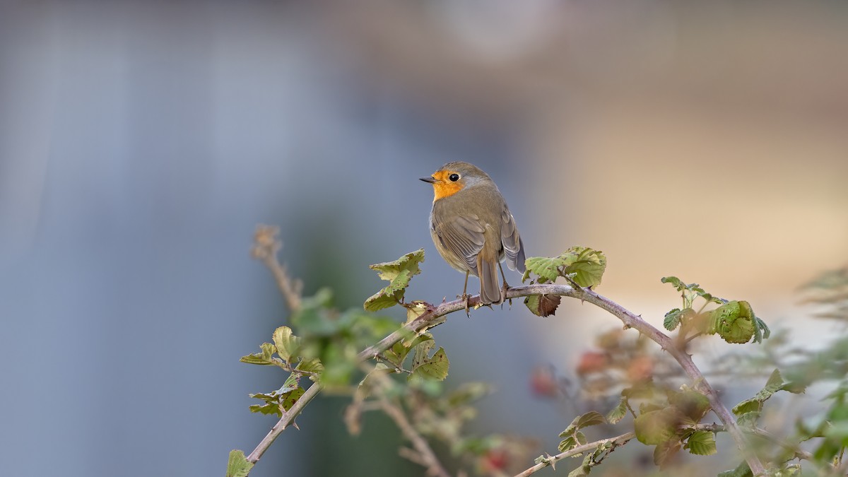 European Robin - ML645899773
