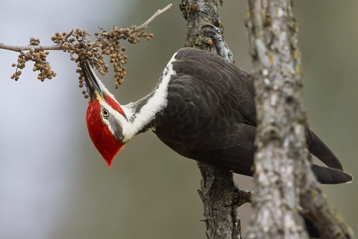 Pileated Woodpecker - ML645899774