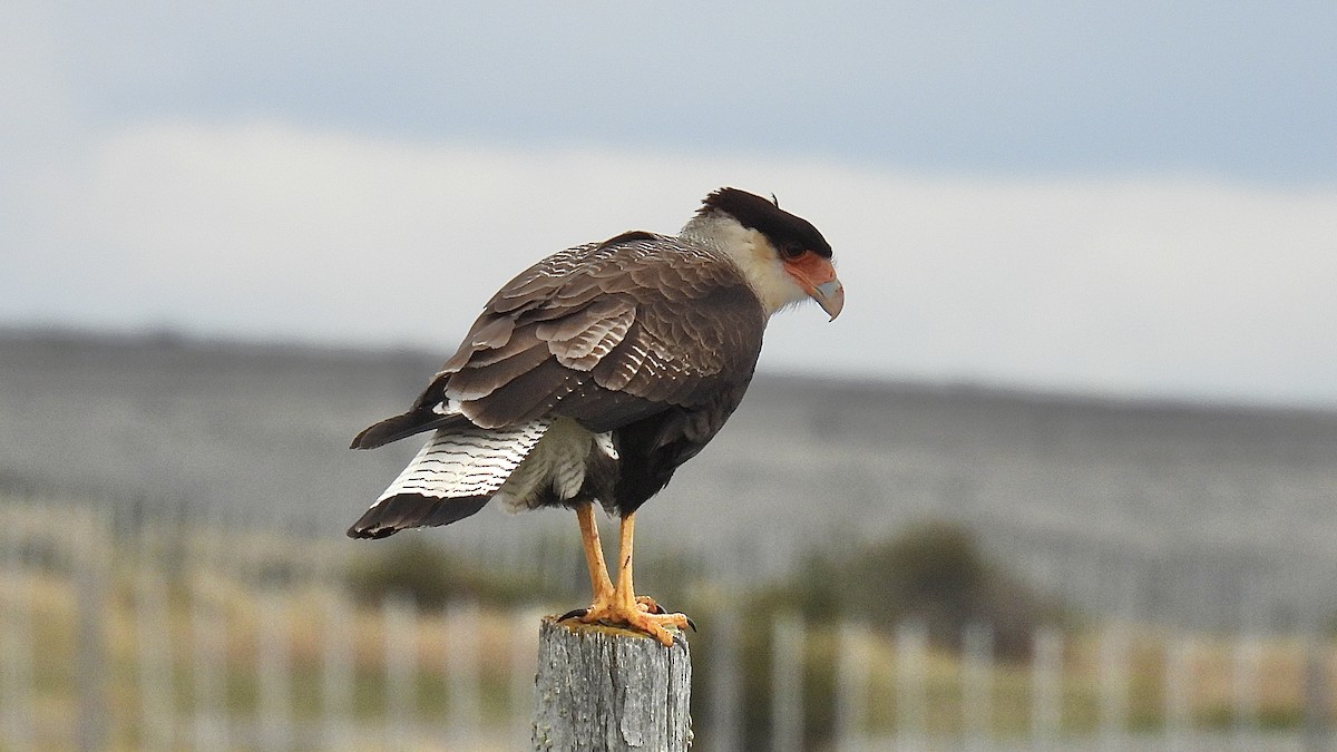 Crested Caracara - ML645899775
