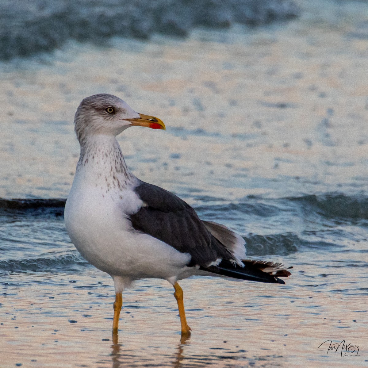 Lesser Black-backed Gull - ML645899776