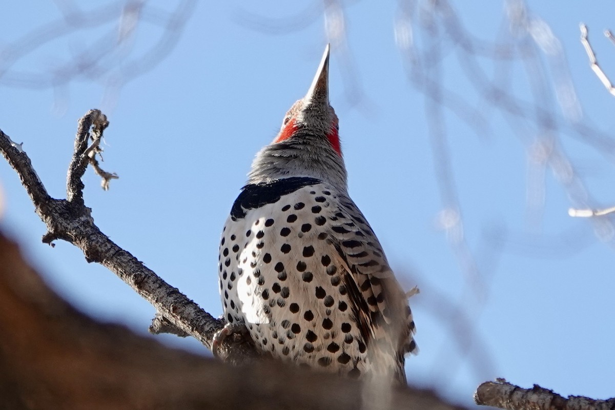 Northern Flicker - ML645899780