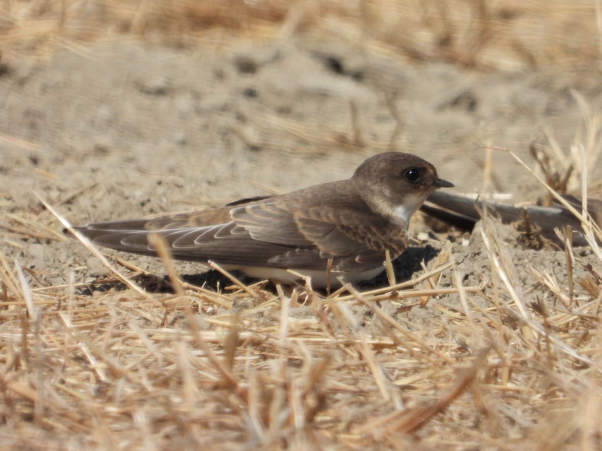Bank Swallow - ML645899782