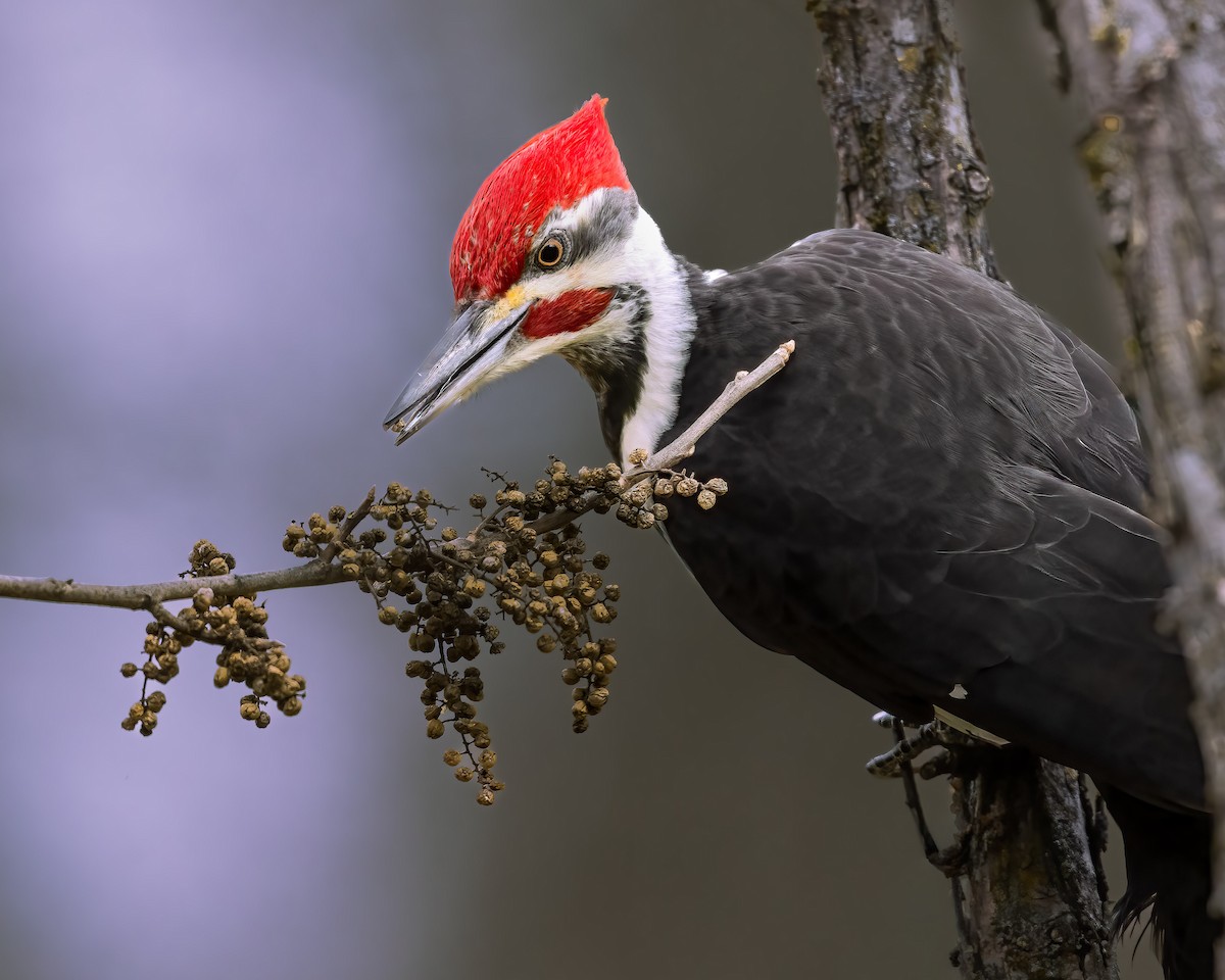 Pileated Woodpecker - ML645899783