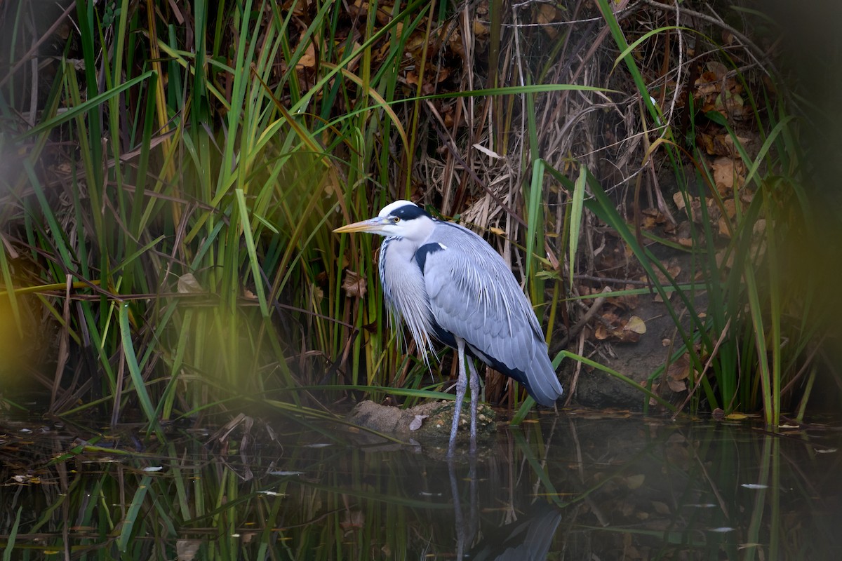 Gray Heron - ML645899785