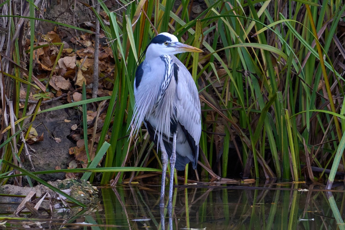 Gray Heron - ML645899786