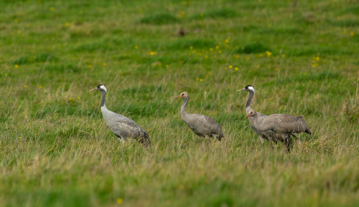 Common Crane - ML645899787