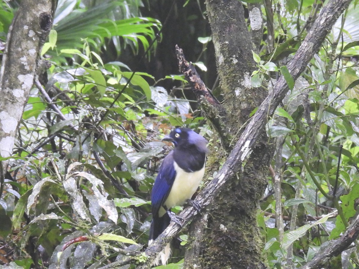 Black-chested Jay - ML645899792