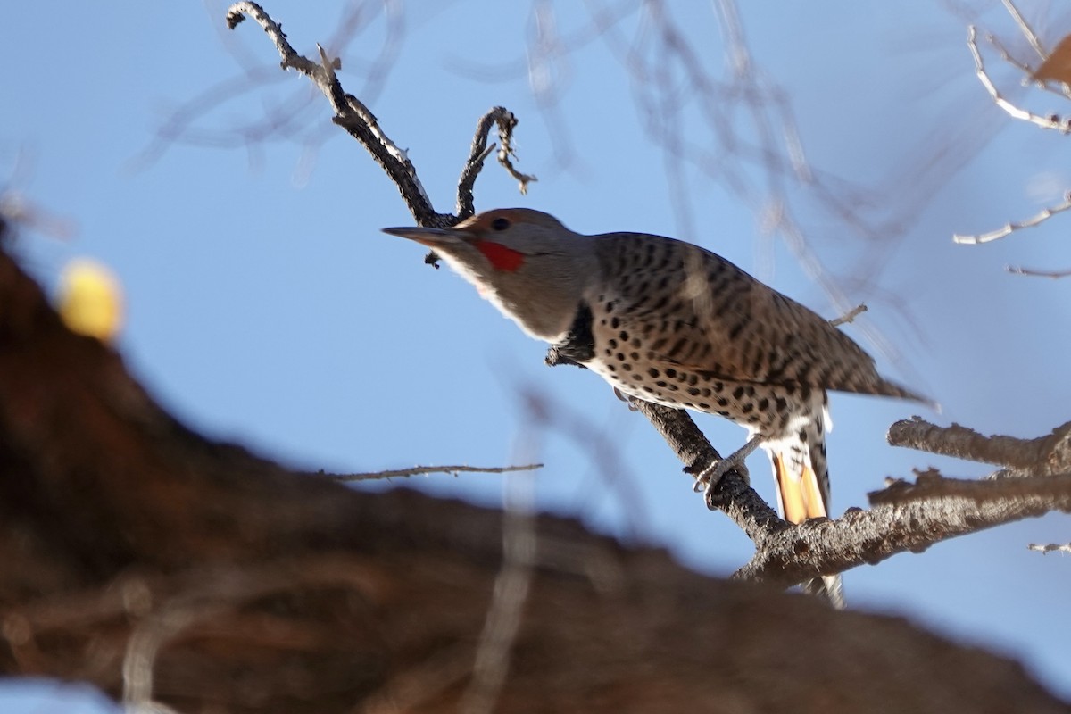 Northern Flicker - ML645899794
