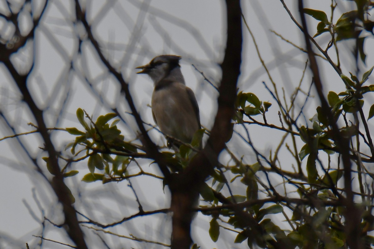 Blue Jay - ML645899796