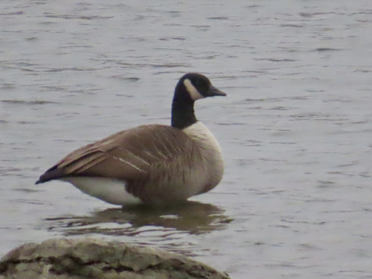 Canada Goose - ML645899797