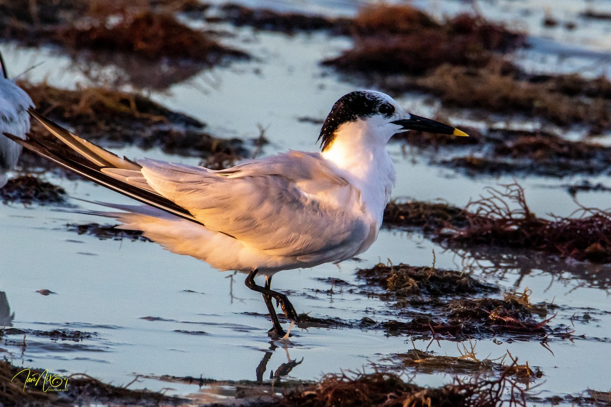 Sandwich Tern - ML645899798