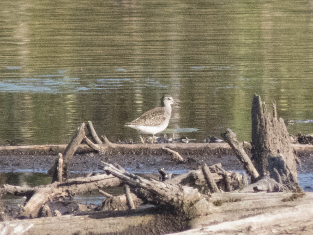 Wood Sandpiper - ML645899800
