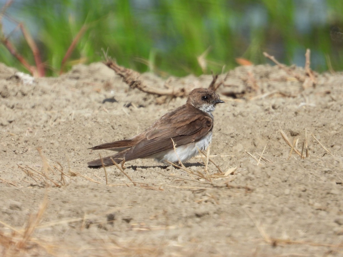Bank Swallow - ML645899802