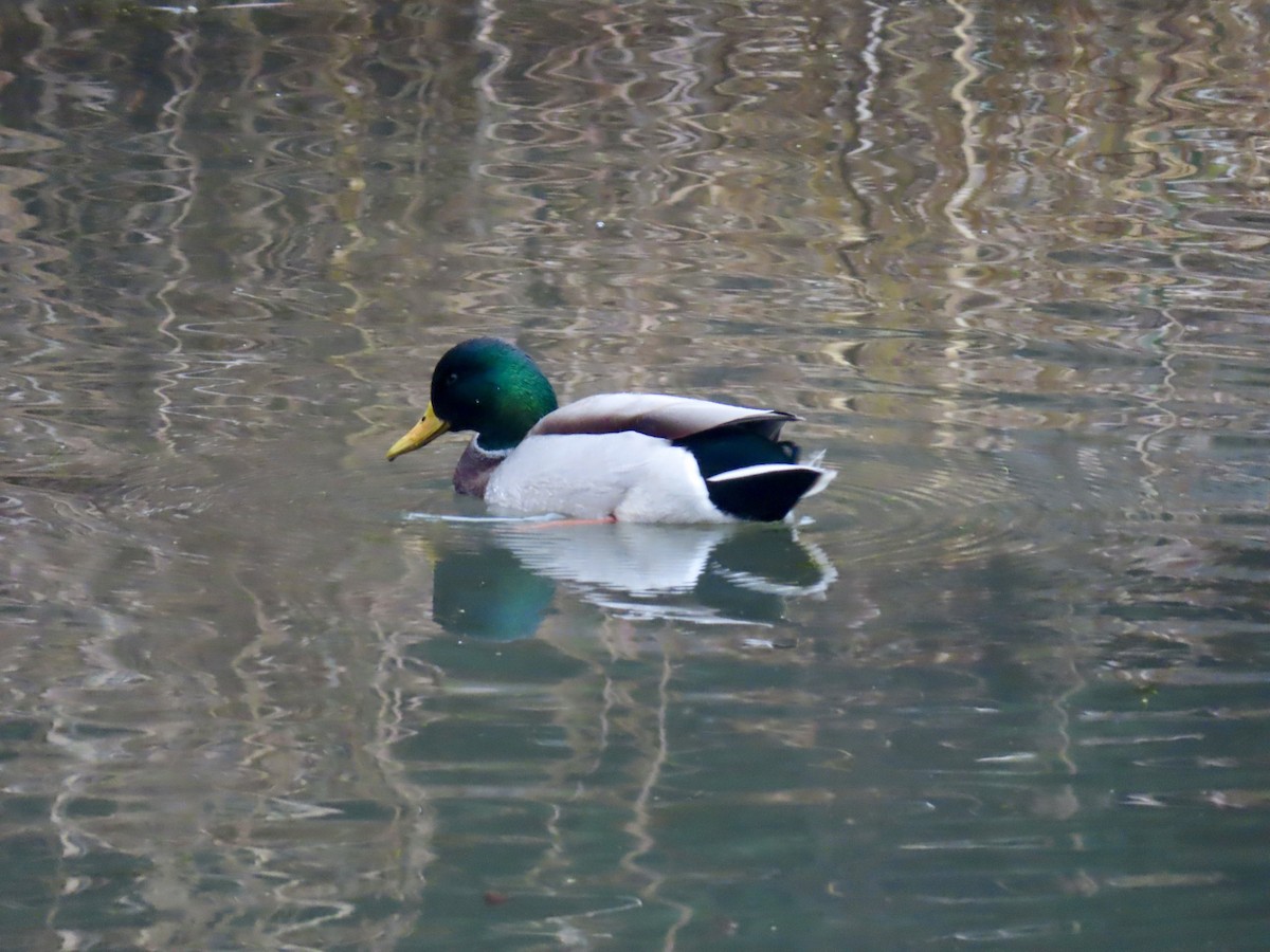 Mallard - ML645899807