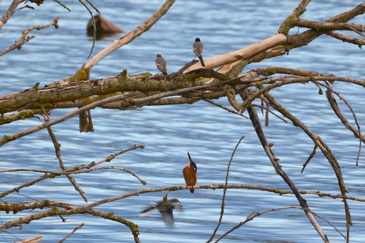 Common Kingfisher - ML645899810