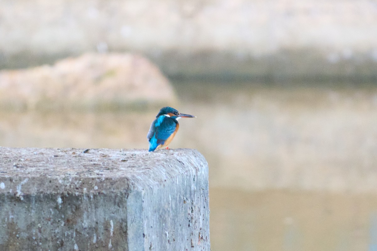 Common Kingfisher - ML645899811
