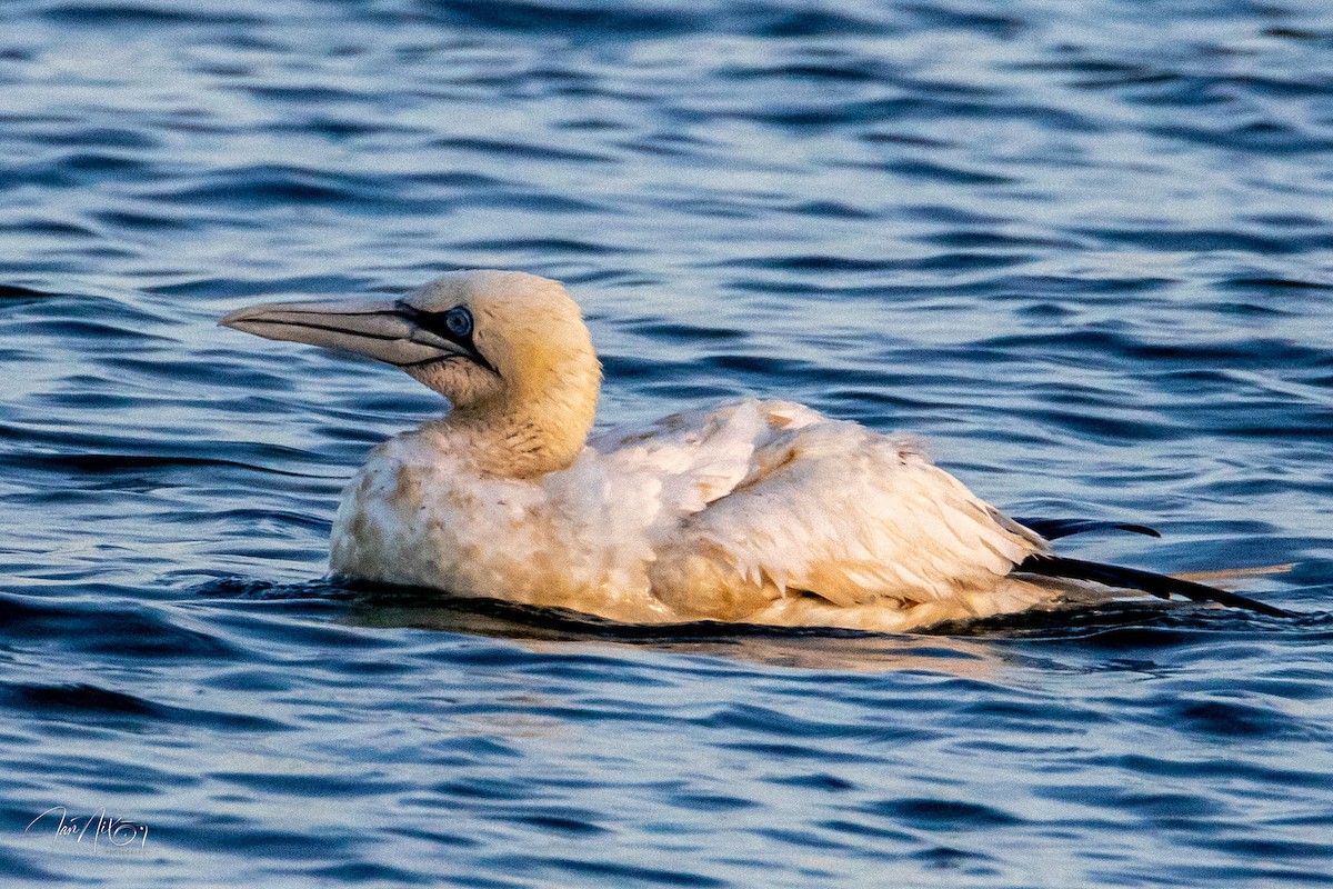 Northern Gannet - ML645899812