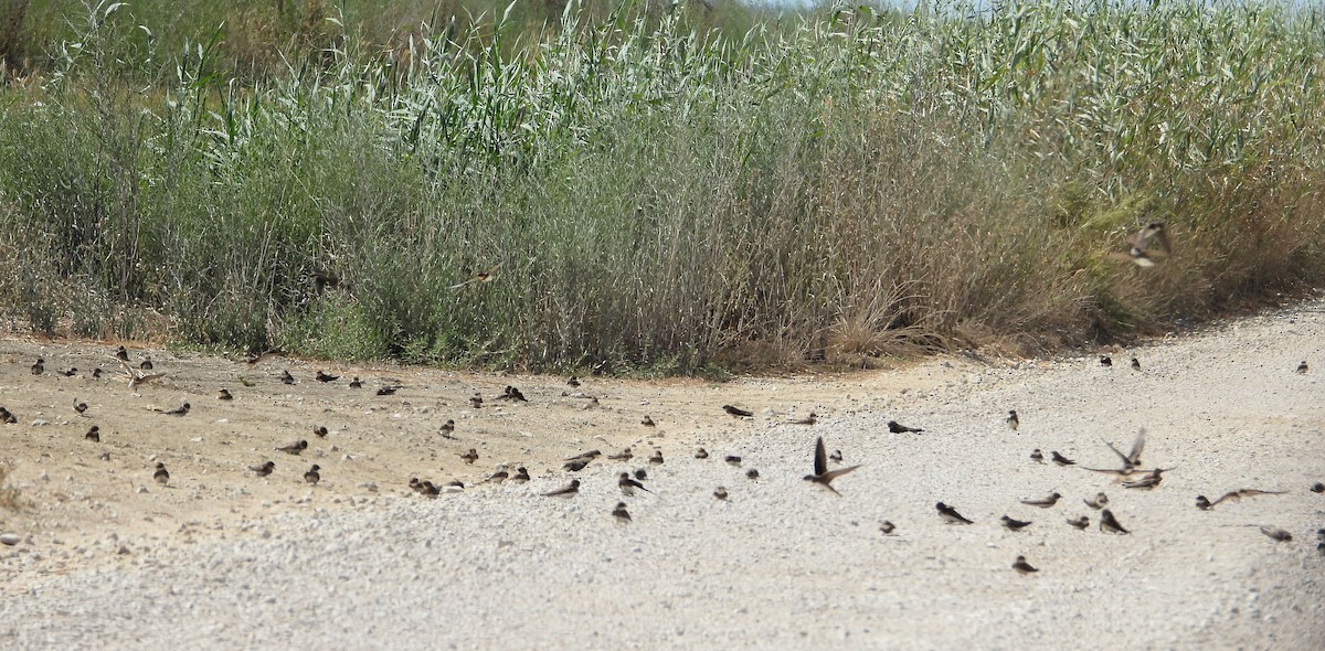 Береговушка - ML645899813