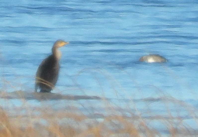 Double-crested Cormorant - ML645899817