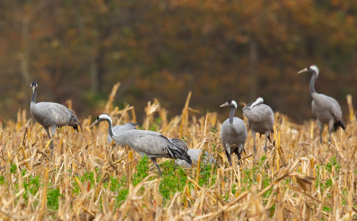 Common Crane - ML645899826
