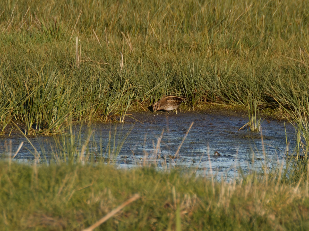 Jack Snipe - ML645899828