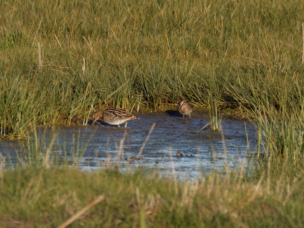 Jack Snipe - ML645899829