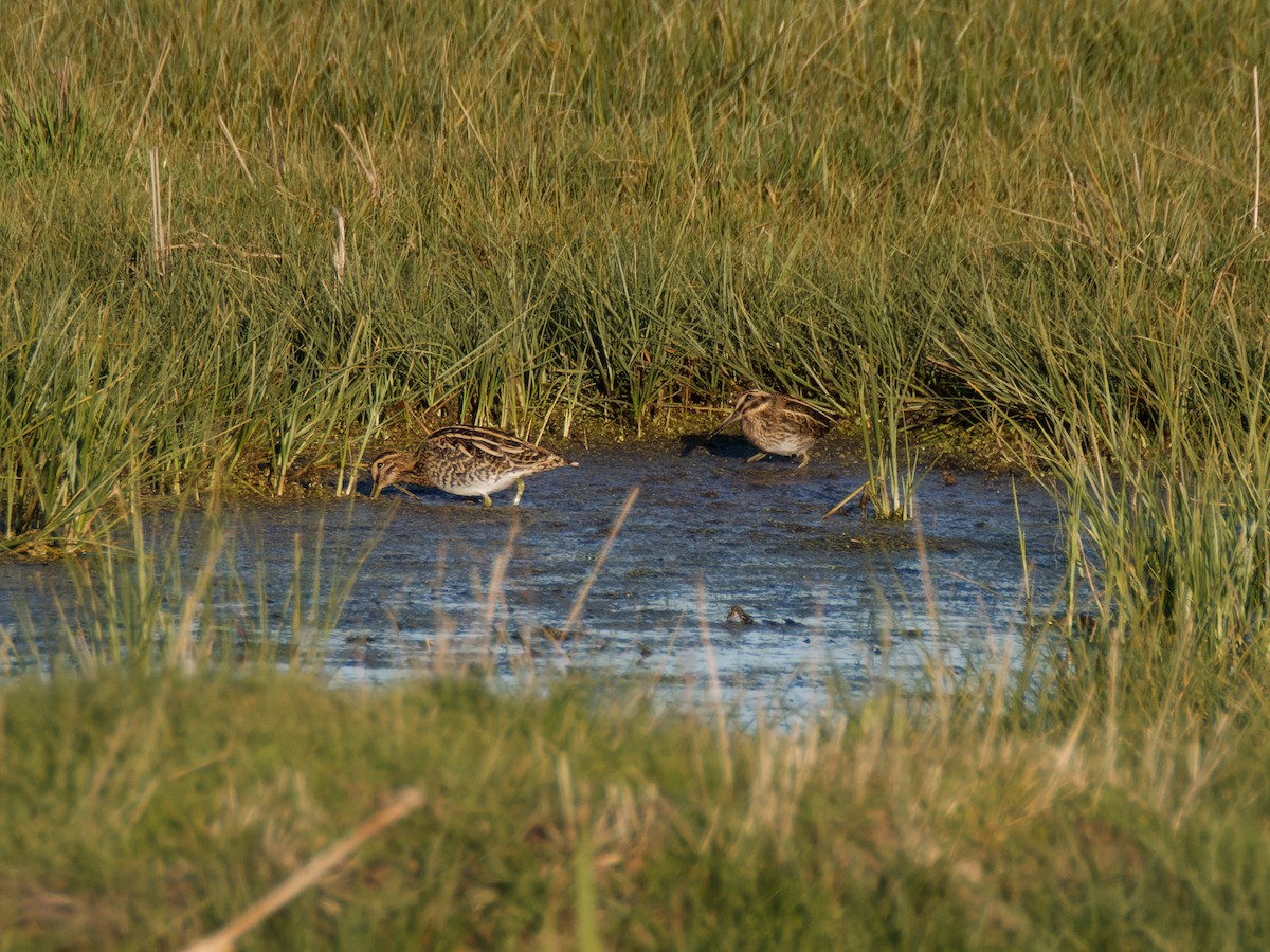 Jack Snipe - ML645899830