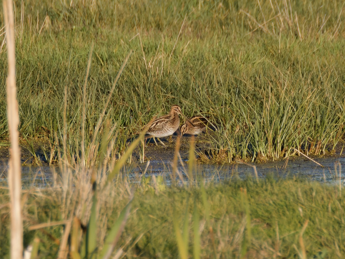 Jack Snipe - ML645899831